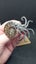 Ammonite fossil brooch, small crystal formations Carousel 4