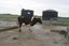 Veehof Dairy Services ltd Carousel 7