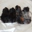 Baby guineapigs Carousel 1