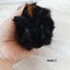 Baby guineapigs Carousel 6