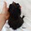 Baby guineapigs Carousel 7