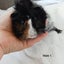 Baby guineapigs Carousel 2