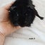 Baby guineapigs Carousel 8