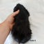 Baby guineapigs Carousel 9