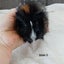 Baby guineapigs Carousel 4