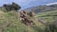 Guided or unguided fallow and wallaby hunts Carousel 3