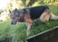 German Shepherd cross Husky free for new home Carousel 3