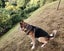 German Shepherd cross Husky free for new home Carousel 4