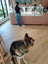 German Shepherd cross Husky free for new home Carousel 5