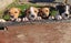 Pets or Hunting Puppies Carousel 3