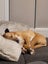 Pets or Hunting Puppies Carousel 4
