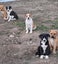 Pets or Hunting Puppies Carousel 5