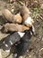 Pets or Hunting Puppies Carousel 6
