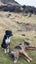 Pets or Hunting Puppies Carousel 7