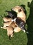 Pets or Hunting Puppies Carousel 10