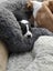 Pets or Hunting Puppies Carousel 11