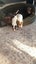 Beautiful Family/Hunting Pups Carousel 14