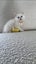 Ragdoll Kitten Carousel 16