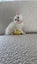 Ragdoll Kitten Carousel 4
