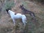 Pig dog pups Carousel 9
