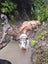 Pig dog pups Carousel 10