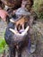 Pig dog pups Carousel 14
