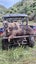 Pig dog pups Carousel 15