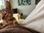 Abyssinian Kittens for sale Carousel 8
