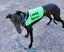 Buster the Greyhound - A Beautiful Bond Waiting to Bloom Carousel 3