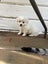 Maltese chihuahua x puppies Carousel 3