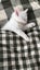 Ragdoll Kitten Carousel 2