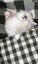 Ragdoll Kitten Carousel 12