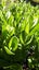 Feijoa Sellowiana Carousel 2