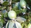 Feijoa Sellowiana Carousel 3