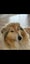 Adorable Rough Collie x puppies Carousel 15