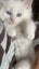 Ragdoll Kitten Carousel 10