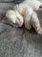 Ragdoll Kitten Carousel 14