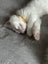 Ragdoll Kitten Carousel 3
