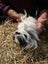 Guinea Pigs Healthy Adults and younger Carousel 2