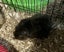Guinea Pigs Healthy Adults and younger Carousel 5