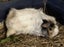Guinea Pigs Healthy Adults and younger Carousel 6