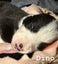 Border Collie x Merle Puppies Carousel 4