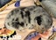 Border Collie x Merle Puppies Carousel 6