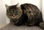 Found - Brown Tabby DLH Male Cat Carousel 1