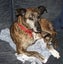 Ray – sweet natured whippet cross, private rehome Carousel 3