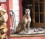 Ray – sweet natured whippet cross, private rehome Carousel 1