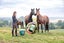 Electric Fence Energiser -X6000 smart Mains opr Solar- 20-26 Hectares Carousel 2