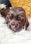 DELIGHTFUL ENGLISH COCKER SPANIEL PUPPIES Carousel 3