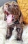DELIGHTFUL ENGLISH COCKER SPANIEL PUPPIES Carousel 4