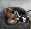 Pets or Hunting Puppies Carousel 2